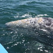 IMG 0001 2 (360)